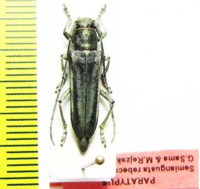 Phytoecia rebeccae  Iran, Kurdistan prov.  PARATYPUS - INSECTS-STORE.RU
