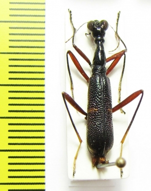 Neocollyris strangulata  Vietnam - INSECTS-STORE.RU