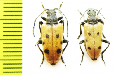 Brachyta interrogationis  Russia, Burjatia reg. - INSECTS-STORE.RU