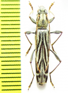 Hayashiclytus acutivittis  Russia, Far East - INSECTS-STORE.RU