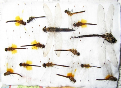 Odonata sp.  Russia, Tver reg. - INSECTS-STORE.RU