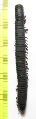 Myriapoda sp.  South Africa Rep.  98mm - INSECTS-STORE.RU