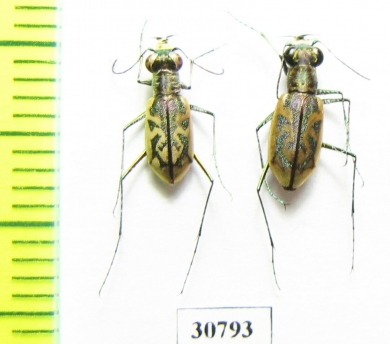 Cicindelinae sp.  Dominican Rep. - INSECTS-STORE.RU