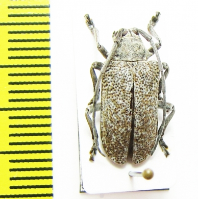 Cerambycidae sp.  Malawi - INSECTS-STORE.RU