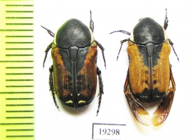 Polybaphes aquinoctialis  Senegal - INSECTS-STORE.RU