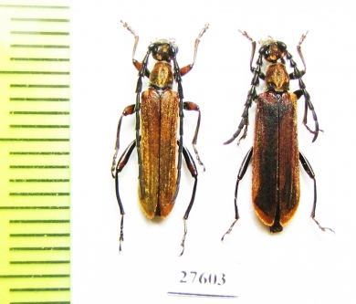 Corennys notatipes, pair  Laos - INSECTS-STORE.RU