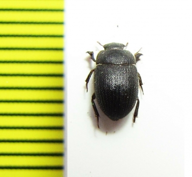 Caedius fulvus  India - INSECTS-STORE.RU
