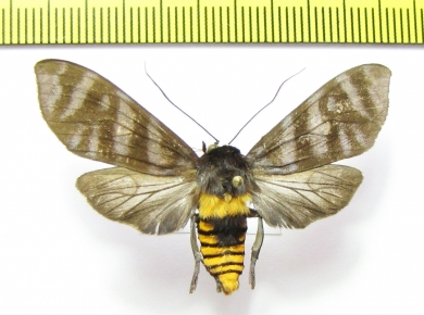 Erebidae sp.  Ecuador - INSECTS-STORE.RU