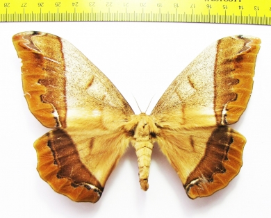 Saturniidae sp.  French Guiana - INSECTS-STORE.RU
