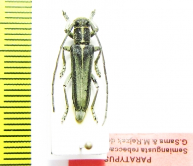 Phytoecia rebeccae  Iran, Kurdistan prov.  PARATYPUS - INSECTS-STORE.RU