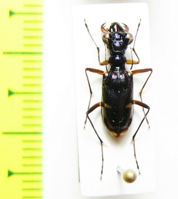 Tetracha fruhstorferi  Vietnam - INSECTS-STORE.RU