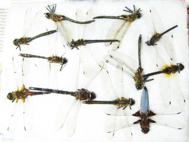 Odonata sp.  Russia, Tver reg. - INSECTS-STORE.RU