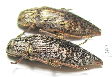 Dicerca alni  Russia, Kaluga reg. - INSECTS-STORE.RU