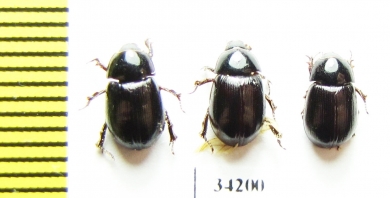 Hybosoridae sp.  Ethiopia - INSECTS-STORE.RU