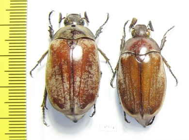Hoplosternus sp.  China, Guangxi prov. - INSECTS-STORE.RU