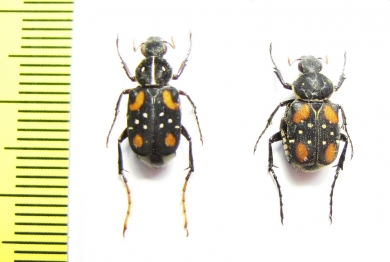 Paratrichius elegantulus, pair  Laos - INSECTS-STORE.RU