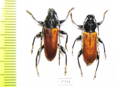 Lachnopterus auripennis, pair  Indonesia, Morotai isl. - INSECTS-STORE.RU