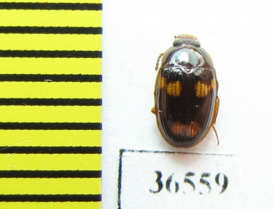 Tenebrionidae sp.  Malaysia, Borneo - INSECTS-STORE.RU