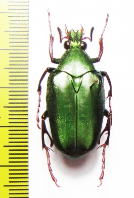Pseudochalcothea sp.  Malaysia, Borneo - INSECTS-STORE.RU