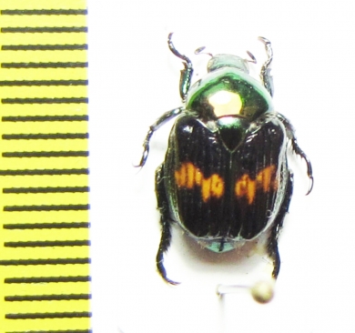 Popilia sp.  China, Yunnan prov. - INSECTS-STORE.RU