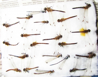 Odonata sp.  Russia, Tver reg. - INSECTS-STORE.RU