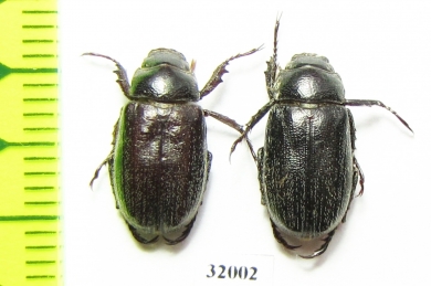 Phaeadoretus ? iranicus  Iran, Lorestan prov. - INSECTS-STORE.RU