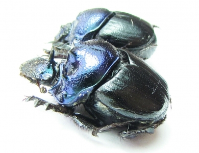 Diastellopalpus thomsoni, pair  Tanzania - INSECTS-STORE.RU