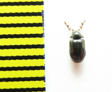 Dorcatoma dresdensis  Belorussia - INSECTS-STORE.RU