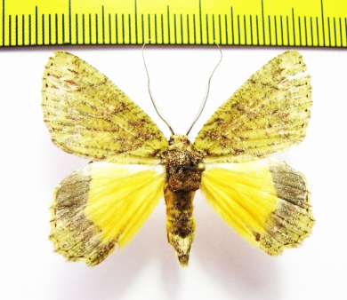 Geometridae sp.  Malaysia - INSECTS-STORE.RU