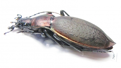 Carabus (Coptolabrus) jankowskii fusanus, female  S.Korea - INSECTS-STORE.RU