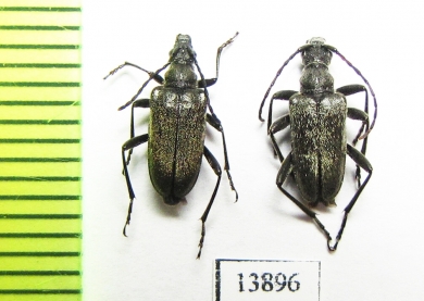 Gnathacmaeops brachypterus  Kazakhstan - INSECTS-STORE.RU