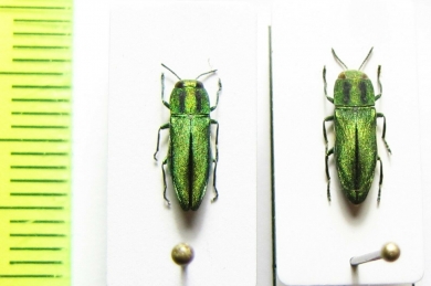Anthaxia (Cratomerus) sponsa  Israel - INSECTS-STORE.RU