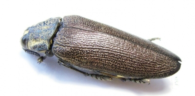 Steraspis speciosa arabica  Saudi Arabia - INSECTS-STORE.RU
