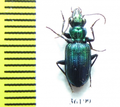 Catascopus sp.  Thailand - INSECTS-STORE.RU