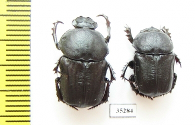 Chironitis haroldi, pair  Uzbekistan - INSECTS-STORE.RU