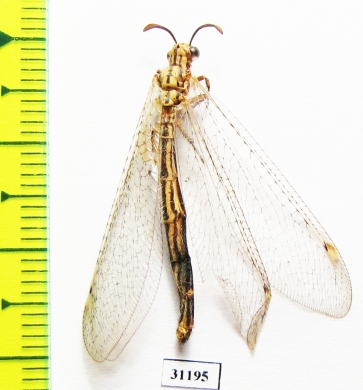 Myrmeleontidae sp.  Russia, Astrakhan reg. - INSECTS-STORE.RU