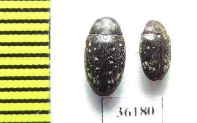 Chelonariidae sp.  Thailand - INSECTS-STORE.RU