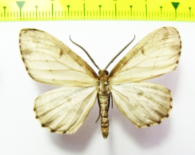 Geometridae sp.  Bolivia - INSECTS-STORE.RU