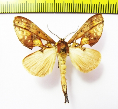 Noctuidae sp.  Nepal - INSECTS-STORE.RU