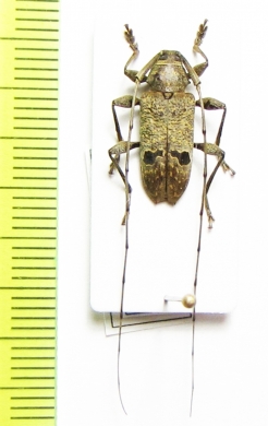 Hylettus coenobita  Peru - INSECTS-STORE.RU