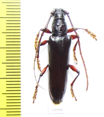 Cerambycidae sp.  Panama - INSECTS-STORE.RU
