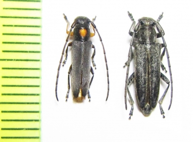 Phytoecia rufiventris, P.nausicae  Japan/Greece - INSECTS-STORE.RU