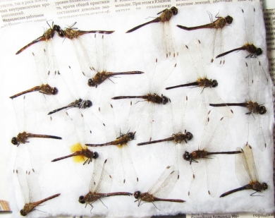 Odonata sp.  Russia, Tver reg. - INSECTS-STORE.RU