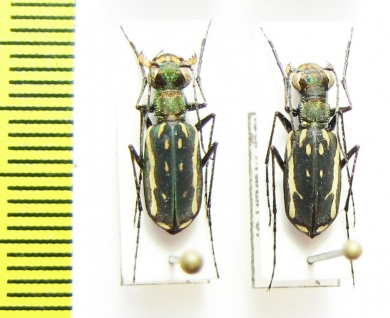 Lophyra striolata  China, Yunnan prov. - INSECTS-STORE.RU