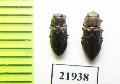 Anthaxia ? conradti  Uzbekistan - INSECTS-STORE.RU