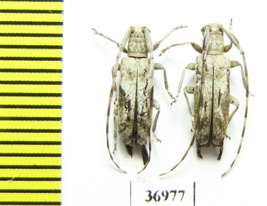 Cerambycidae sp.  South Africa Rep. - INSECTS-STORE.RU