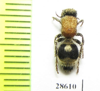 Mutillidae sp.  Russia, Caucasus - INSECTS-STORE.RU