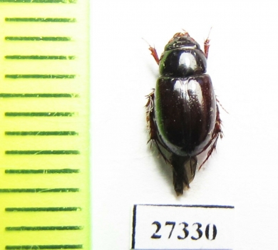 Hybosoridae sp.  Madagascar - INSECTS-STORE.RU