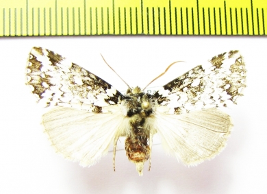Noctuidae sp.  Bhutan - INSECTS-STORE.RU