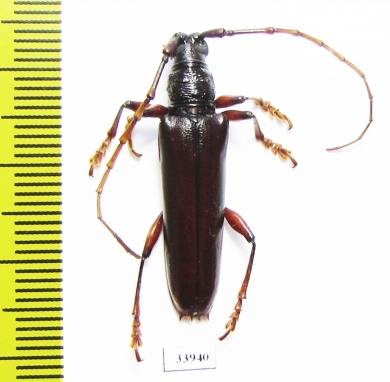 Cerambycidae sp.  Panama - INSECTS-STORE.RU
